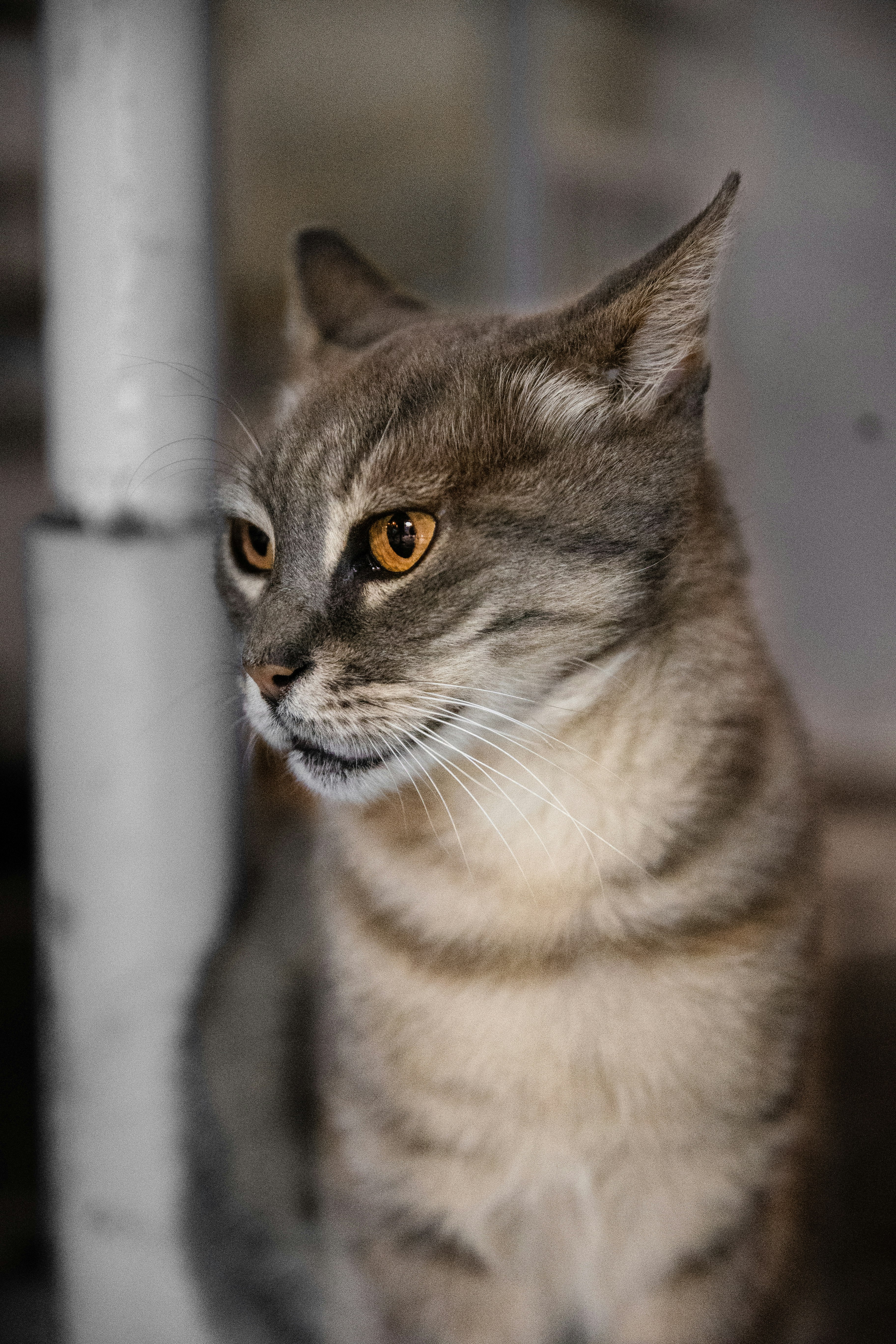 brown tabby cat on white metal pipe